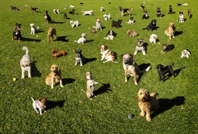 WNY Dog Parks