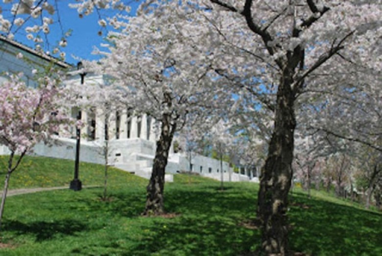Cherry Blossoms in Buffalo