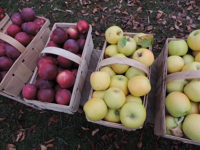 Elmwood Village Farmers Market (photo via Facebook)