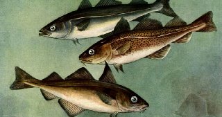 No Substitute For Buffalo Fish Fry