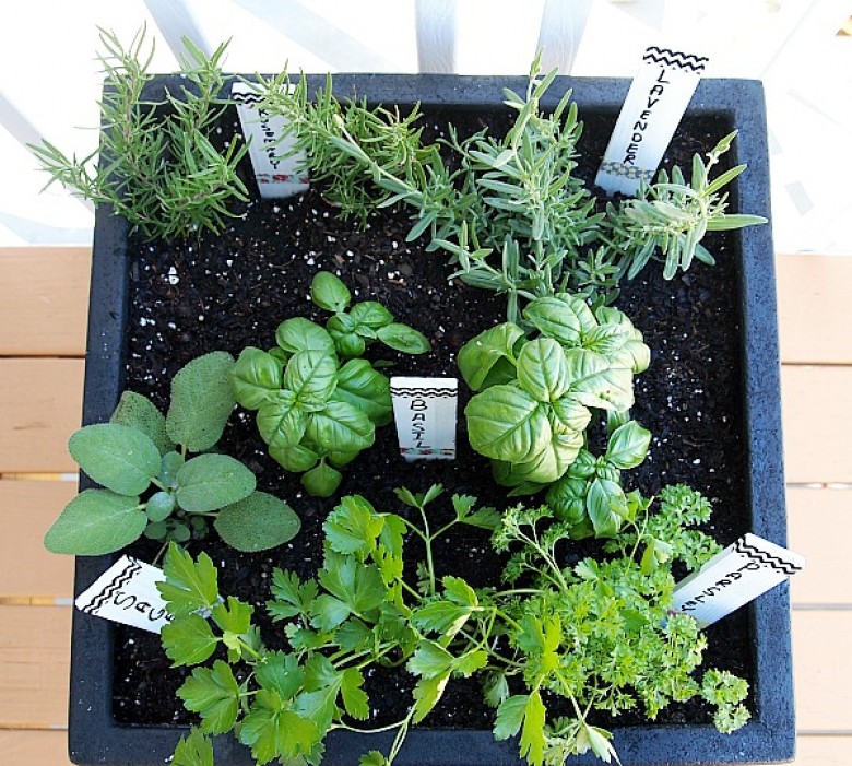 Potted herb garden