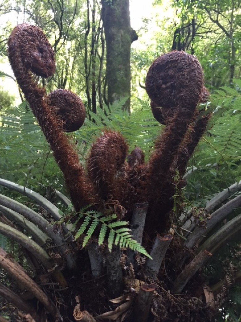 Gigantic tree ferns in New Zealand, by Starin McKeen