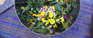 Urban Foraging - Edible wild plants in the city