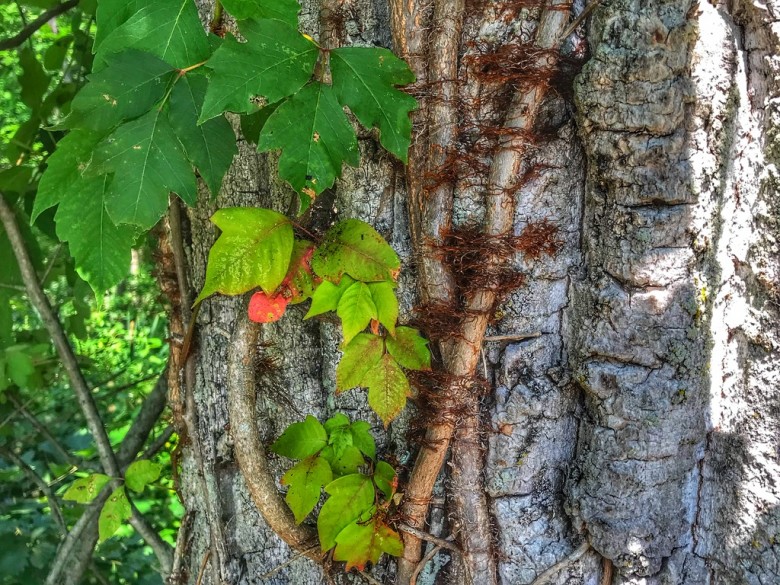 Poison Ivy - Learn to ID and stay rash-free