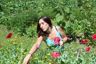 Medicinal Plants Growing in YOUR Yard