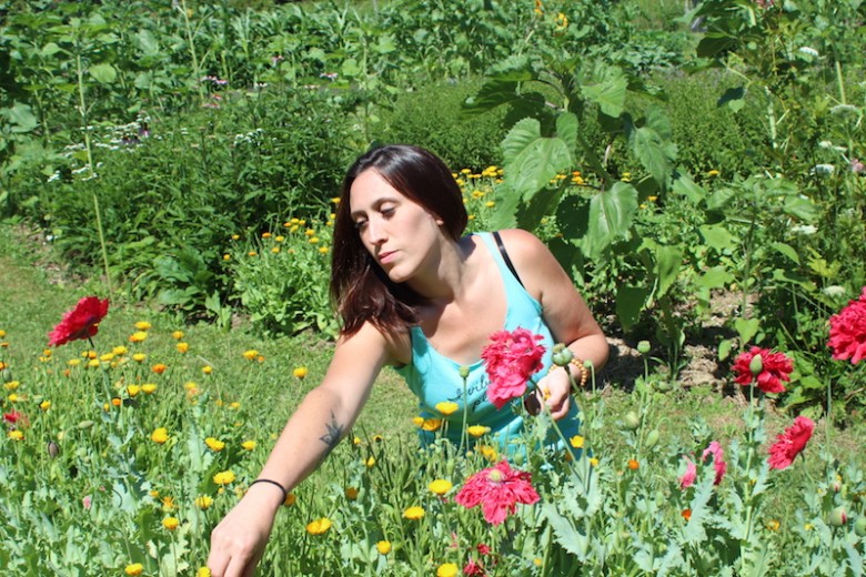 Medicinal Plants Growing in YOUR Yard