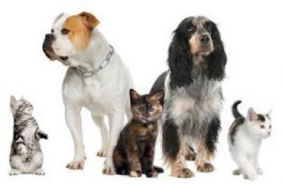 Free Rabies Vaccination Clinic (Dogs, Cats, Ferrets)