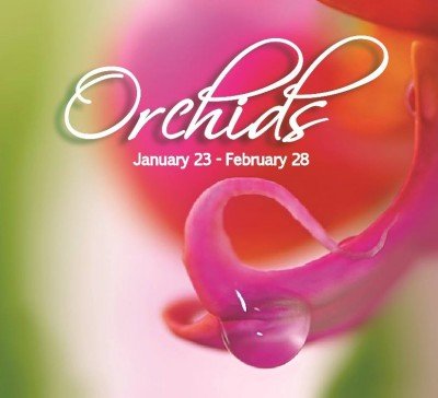 Orchids