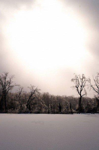 Winter Wonderland in the Woods