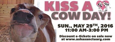 Kiss A Cow Day — May 29, 2016