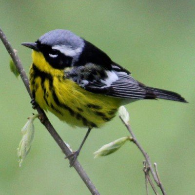 Forest Lawn is for the Birds — May 13, 2016