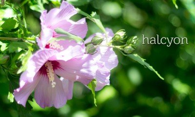 South Buffalo Garden Walk — Jul 17, 2016