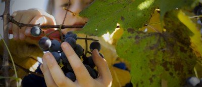 U-Pick Concord Grapes