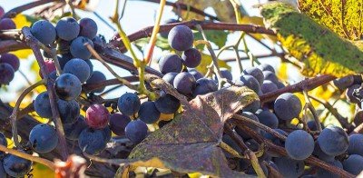 U-Pick Grapes Stonehill Orchard