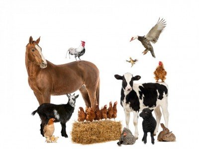 4-H Fall Fest