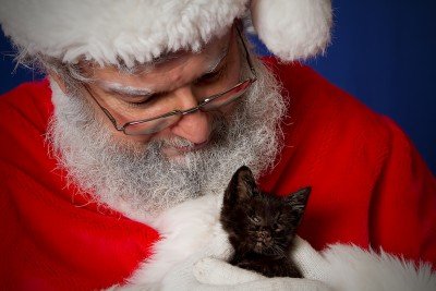 Rally to Rescue Adoption and Pre Holiday Pet Expo