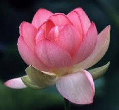 Reiki Master Teacher Training