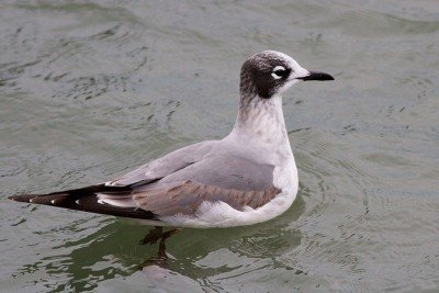 Niagara River Gulls and Waterfowl Joint Field Trip