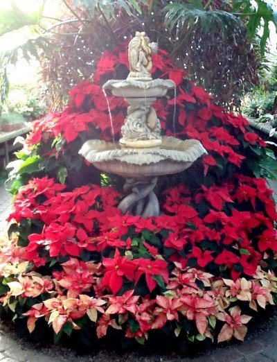 Poinsettias at the Botanical Gardens