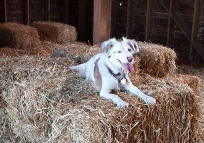 Introduction to Barn Hunt