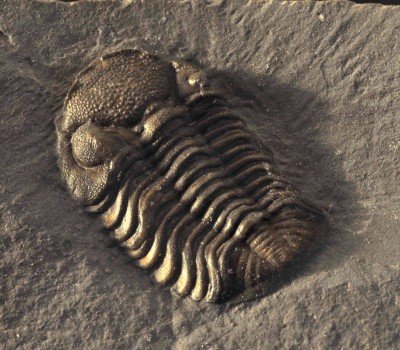 She Sells Sea Shells: The Story of Mary Anning's Fossils