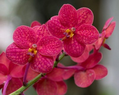 Orchid Show: Niagara Fontier Orchid Society