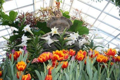 Spring Flower Exhibit