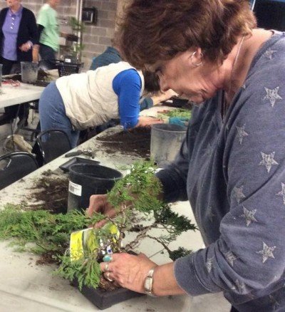 Beginning Bonsai Workshop