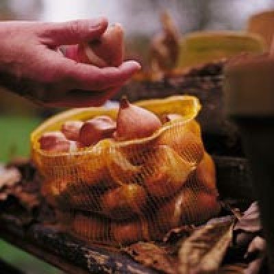 Black Friday - Spent Spring Bulb Sale