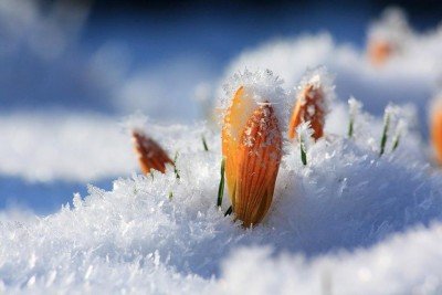 Ayurveda and the Seasons: Spring