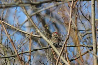 Forest Lawn is For the Birds