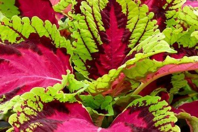 Coleus & Color at The Botanical Gardens