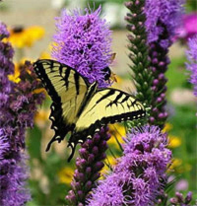 Pumping Up Your Garden With Pollinators Gardening Class