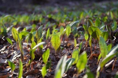 Herbalism Field Studies