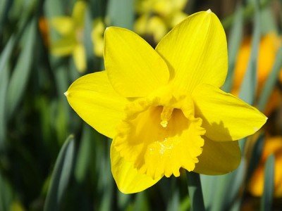 2nd Annual South Buffalo Walk for Hope