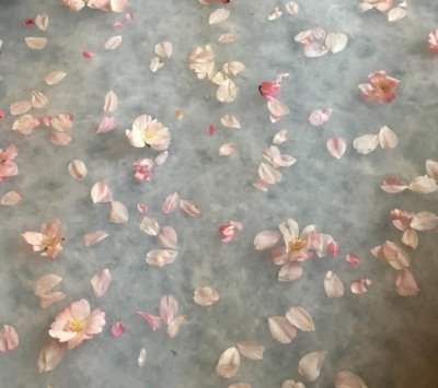 PAPERMAKING WITH PLANTS WORKSHOP