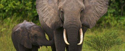 Talk: A Promise for Elephants