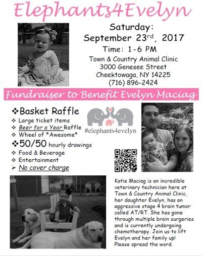 #elephants4evelyn, Help The Maciags Beat Brain Cancer!