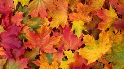 Colors of Fall Storytime