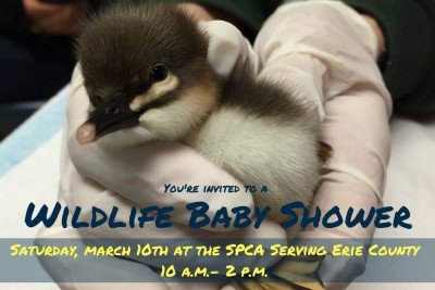 Wildlife Baby Shower