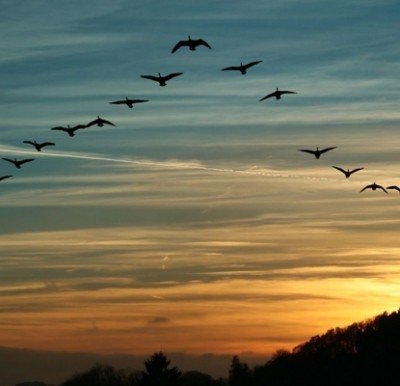 Resident Migratory Birds: What's Up in their Winter Territories? — Feb 24, 2018