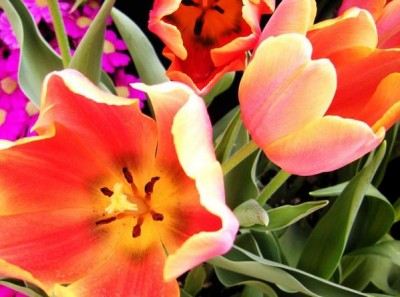 Spring Flower Exhibit