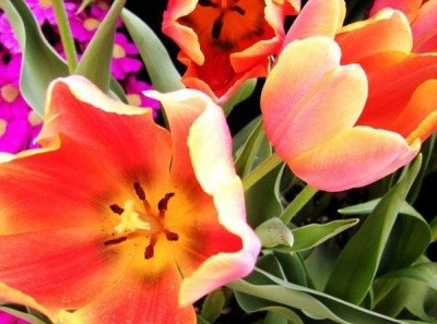 Spring Flower Exhibit