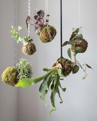 Kokedama Hanging Garden