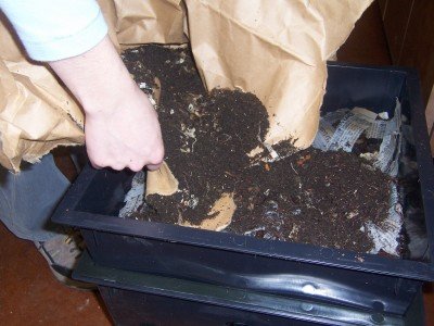 Red Wiggler Worm Composting