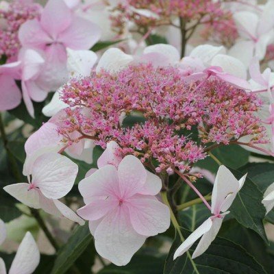 The Great Plant Sale