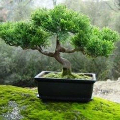 Bonsai Show