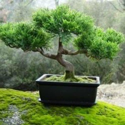 Bonsai Show