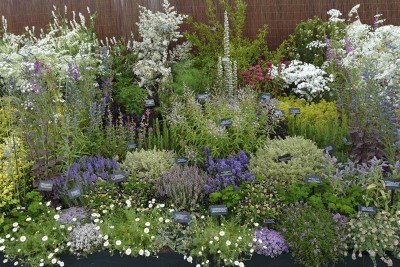 Medicinal Plants for the Home Garden