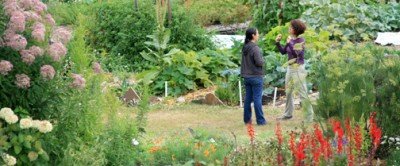 FREE Edible + Medicinal Plant Walk — Jun 21, 2018
